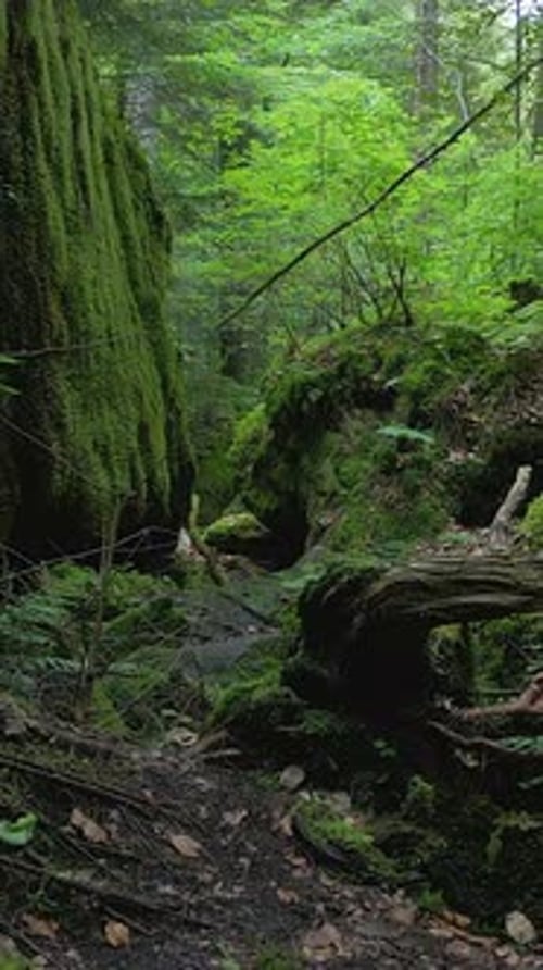 A Serene and Peaceful Green Forest Pathway Inviting for Exploration and Introspection