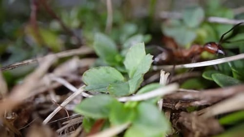 Angry Ant Runs on the Ground with Green Grass