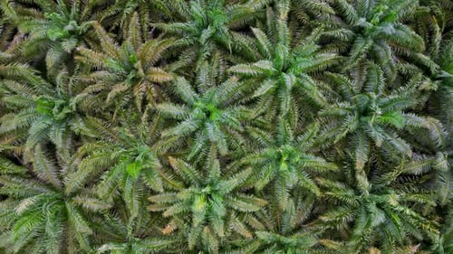 Aerial descending look down waving leaves oil palm