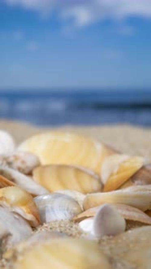 Seashells on a Beautiful Beach in Vertical