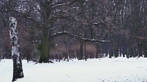 Video von einem einsamen, tristen Tag in trostloser Natur, gefrorener Wald voller Bäume mit kahlen, blattlosen