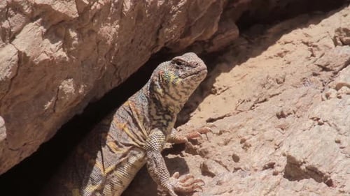 Desert Lizard Amongst Rocks