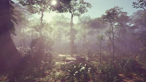 Golden Sun Rays Pierce Through Misty Jungle Forest Animation