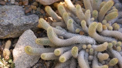 Close Up of Cactus Growing Among Stones in Botanical Garden