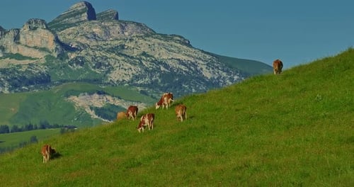 Aerial View of Alpine Cows with Bells in a Meadow in the Swiss Mountains Cow on Pasture