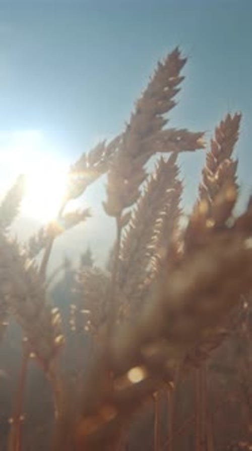Golden Wheat in Warm Light Close View of Illuminated Wheat Grains Swaying Gently in Warm Goldenhour