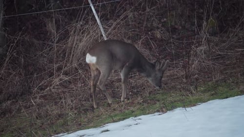 Lone Buck Deer Eating Dry Grass In Mountains During Winter. Close Up