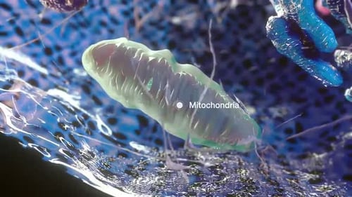 Vergrößerte Ansicht einer Mitochondrien mit detaillierten Zellstrukturen