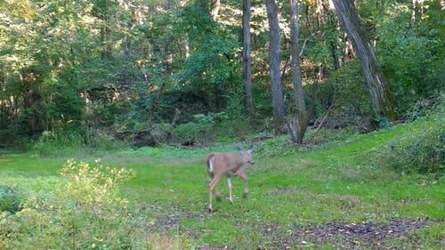 Whitetail yearling deer trotting across a clearing in the woods and up a game trail in early autumn
