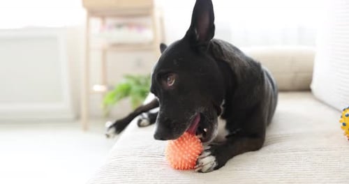 Adorable dog chewing toy ball on sofa at home
