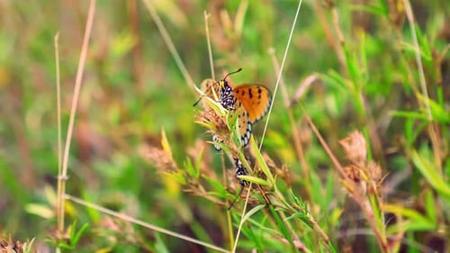 Australia butterfly mating, Monarch Butterfly, orange butterfly, Indian butterfly