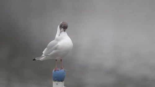 Portrait Larus ridibundus, black-headed gull in winter, Prague Czech republic