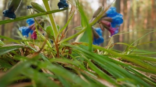 Covered with Dew Spring Flowers Bloom in Morning Forest