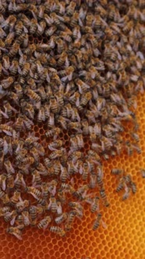 Bees Crawling on a Honeycomb in Close-Up