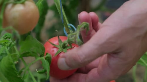 Männlicher Landwirt pflückt reife rote Kirschtomaten, die im Glasgewächshaus wachsen, frisches Bündel natürlicher