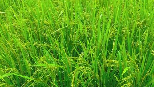 fresh rice plants are refreshing