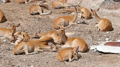 A group of spotted deer laying on the ground in Spain