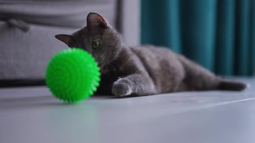Portrait of Confident Pet Cat Lying on Floor Playing with Green Ball Rolling on Floor