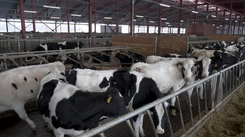 Young Number Of Cows