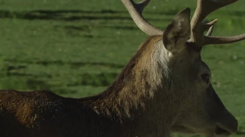 Canadian Wildlife - Close up buck deer antlers walking through herd