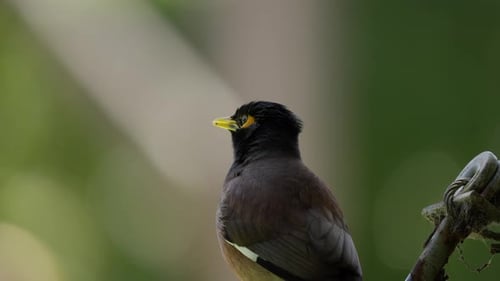 Bird resting watching Common Myna close up Victoria Australia