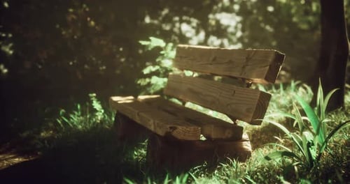 Wooden Bench Surrounded By Lush Greenery in a Sunlit Park Setting