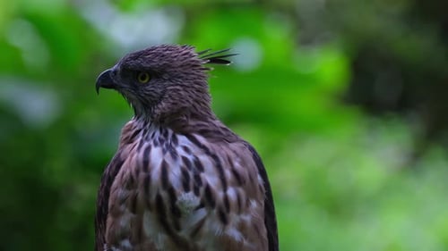 Facing to the left of the frame while moving its head as the camera zooms out, Pinsker's Hawk-eagle