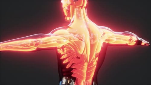 Digital Scan of Human Muscular System
