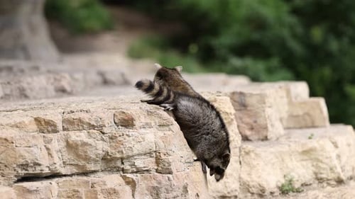 Raccoons Exploring Rocky Ledge in Natural Habitat