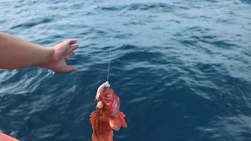Steinfisch mit Tintenfisch, der in Zeitlupe aus dem Wasser gezogen wird