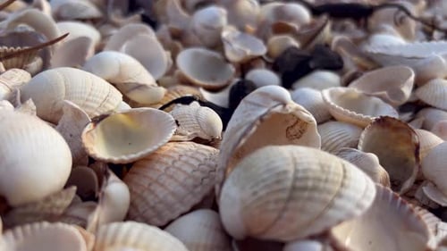 Kleine Spinne, die auf vielen Muscheln von Weichtieren kriecht. Schalenablagerungen. Nahaufnahme