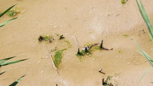 Serpent jouant dans l'eau
