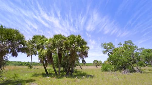 Tropical Wetlands with Palm Trees and Wild Vegetation in Southern Florida Rainforest Ecosystem