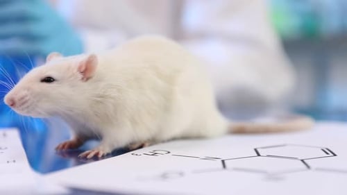 White Lab Rat on Scientific Paper in Lab