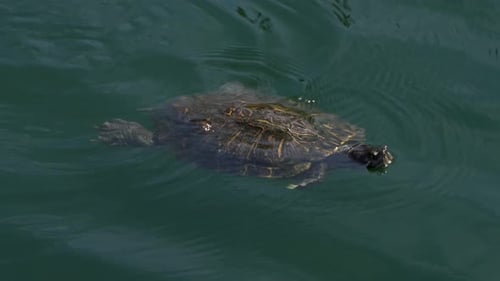 Turtle swimming in a lake