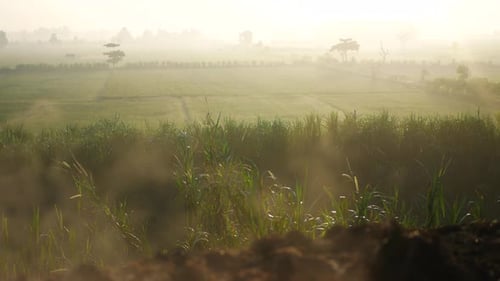 Rural Landscape Green Field Sunrise or Sunset