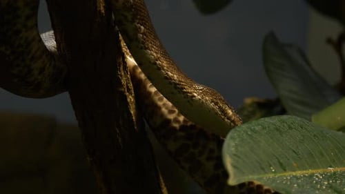 Imagen detallada de la piel y los patrones de una pitón de ojos blancos (Liasis savuensis)