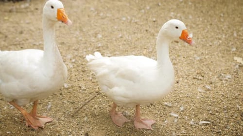 Closeup of a Pure White Goose Walking Around the Yard Among Other Geese