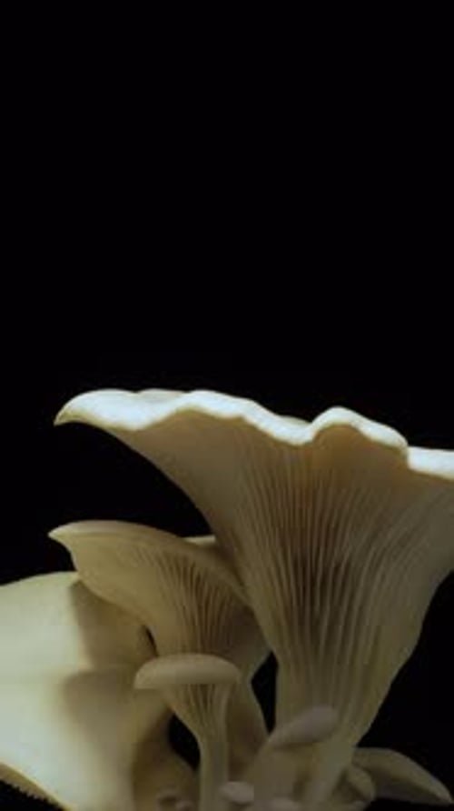 Close Up of Oyster Mushrooms on Black Background