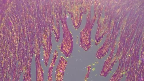 Imagens macro isoladas de músculo humano liso sob microscópio 100x com luz cruzada