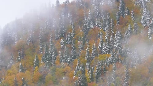 Mountainside Trees with Snow and Fog in Autumn
