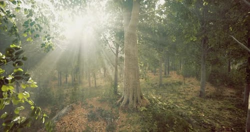 Mystical Forest Bathed in Golden Light During Early Morning Hours