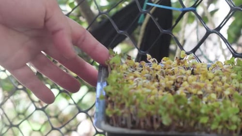Grow sprouts to get own superfood Microgreen. Radish Germination process