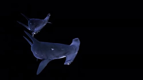 Graceful Hammerhead Sharks Swimming Across Frame