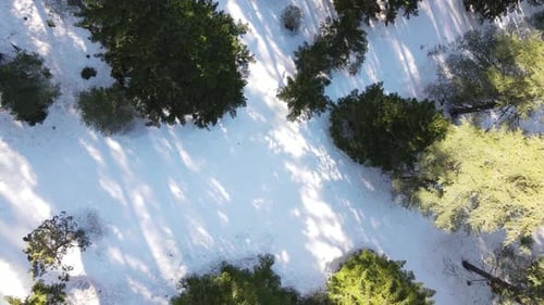 Snowy Nature