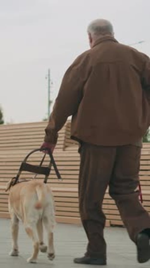 Blind Man Holding Cane and Walking Down Street Assisted by Guide Dog
