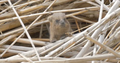 Rock Hyrax (niño)