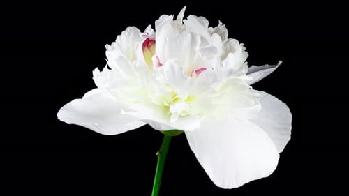 White Pink Peony Blooming in Time Lapse on a Black Background. Tender Flower Moving Petals Close Up