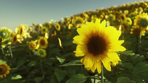 Sunflower Field During the Sunset