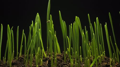 Green Sprouts Emerge from Soil in Time-Lapse